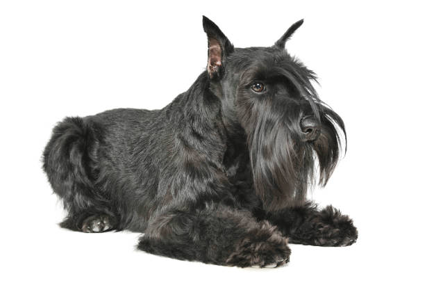istock Studio shot of an adorable Schnauzer lying and looking curiously 1189941432