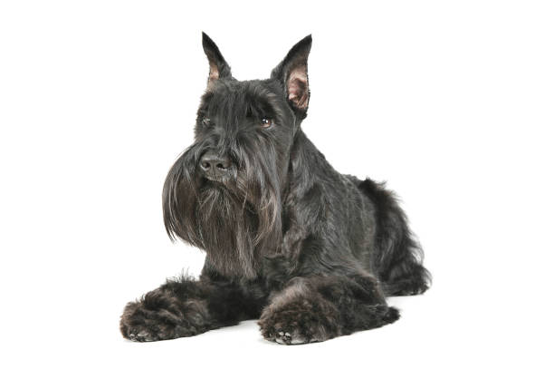 istock Studio shot of an adorable Schnauzer lying and looking curiously 1189941448