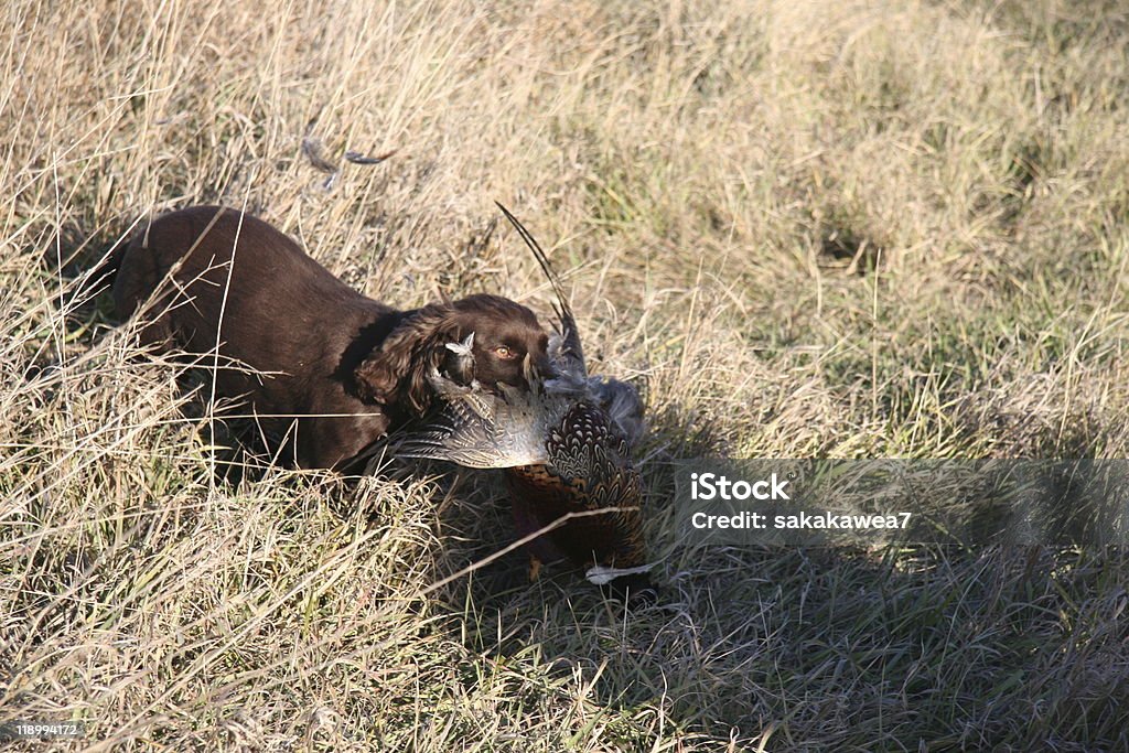 Cocker Spaniel recuperación - Foto de stock de Faisán - Ave de caza libre de derechos
