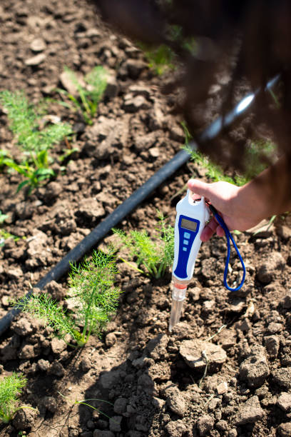 istock Fennel plantation. Measure soil contents with digital device 1189941901