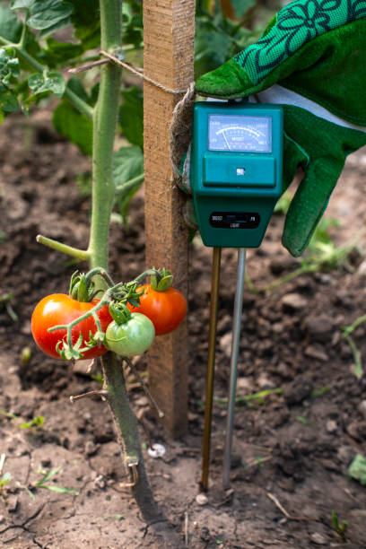 istock Moisture meter tester in soil. Measure soil for humidity on tomato plants with digital device. Woman farmer in a garden. 1189943391