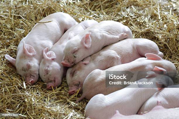 Foto de Dormir Leitões e mais fotos de stock de Aglomeração - Aglomeração, Agricultura, Animal