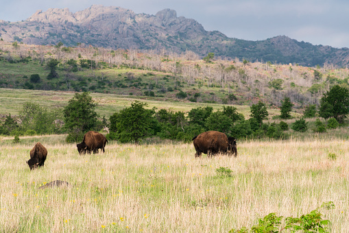 Bison grazing at The Wichita Mountains National Wildlife Refuge.