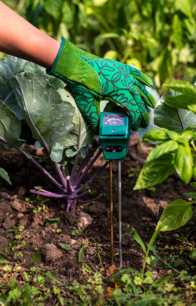 istock Moisture meter tester in soil. Measure soil for humidity, nitrogen and HP with digital device. 1189944108