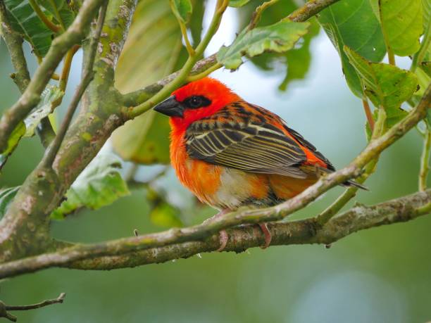 istock Red Fody bird perching in natural environment 1189944272