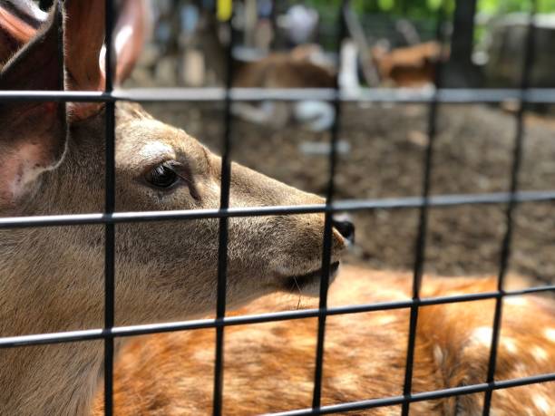 istock How are you, my deer? 1189944518