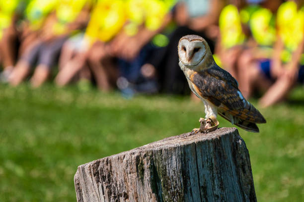 sowa zachodnia, tyto alba w parku przyrody - owl endangered species barn night zdjęcia i obrazy z banku zdjęć