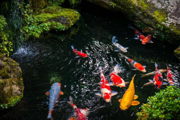 istock Beautiful Koi carps 1189944862