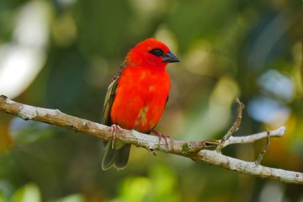 istock Red Fody bird perching in natural environment 1189945584