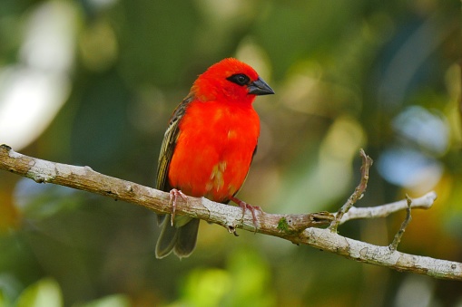 Red Foudia Madagascariensis perched in natural habitat