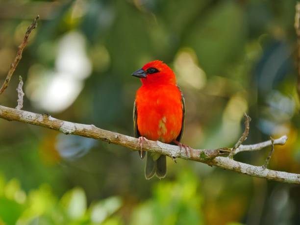 istock Red Fody bird perching in natural environment 1189945760