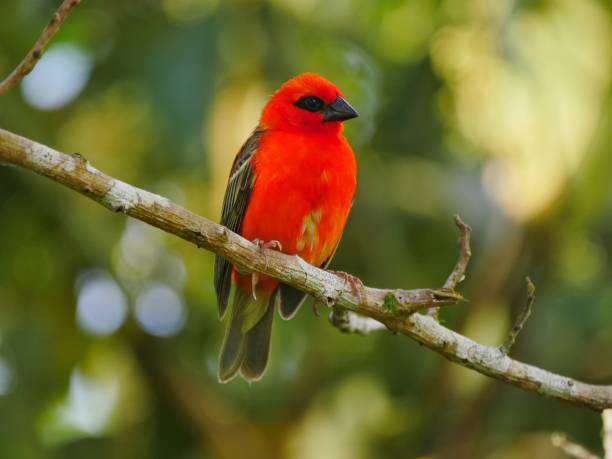istock Red Fody bird perching in natural environment 1189945816