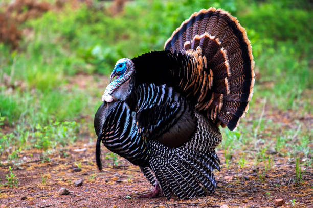 istock Wild Rio Grande Turkey 1189945828