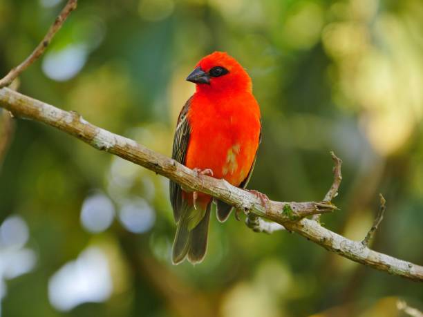 istock Red Fody bird perching in natural environment 1189945883