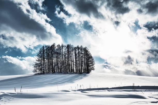 istock Larch forest on the snow hill and blue sky in Biei 1189945914