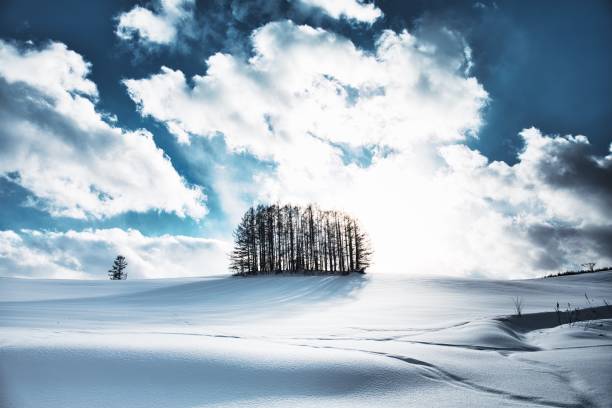 istock Larch forest on the snow hill and blue sky in Biei 1189945916