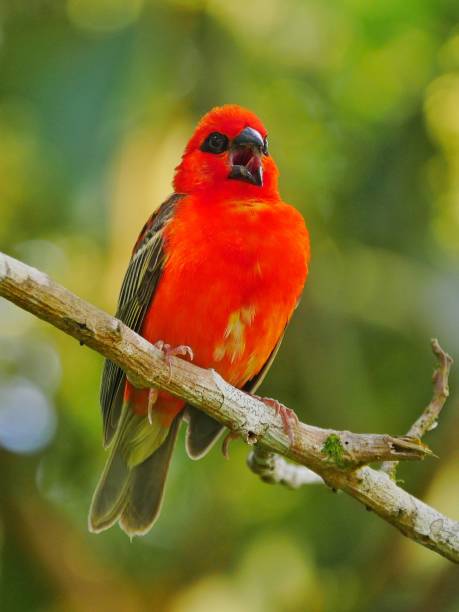 istock Red Fody bird perching in natural environment 1189945928