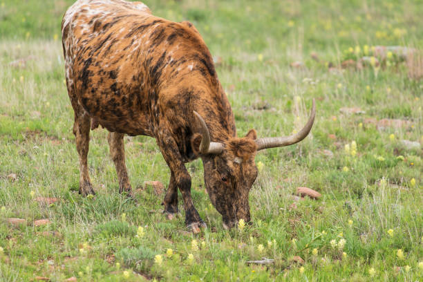 マーブルフォールズ近くのヒルカントリーのテキサスロンホーン - texas texas longhorn cattle bull landscape ストックフォトと画像