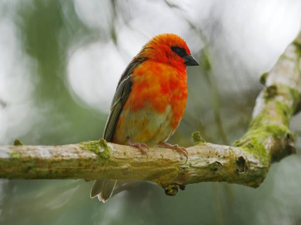 istock Red Fody bird perching in natural environment 1189946023
