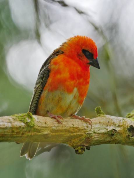 istock Red Fody bird perching in natural environment 1189946114