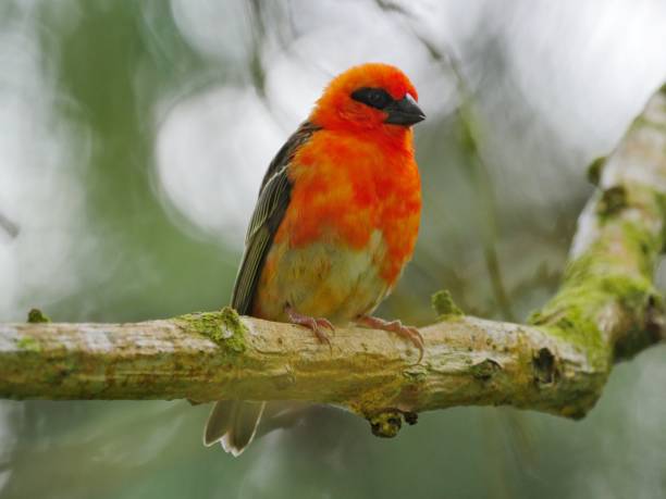 istock Red Fody bird perching in natural environment 1189946244