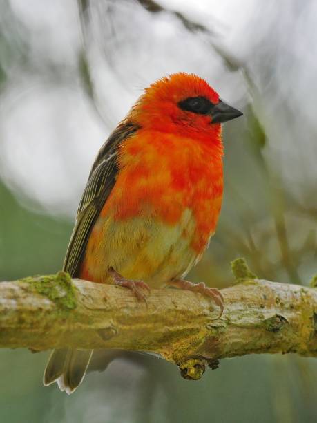 istock Red Fody bird perching in natural environment 1189946289