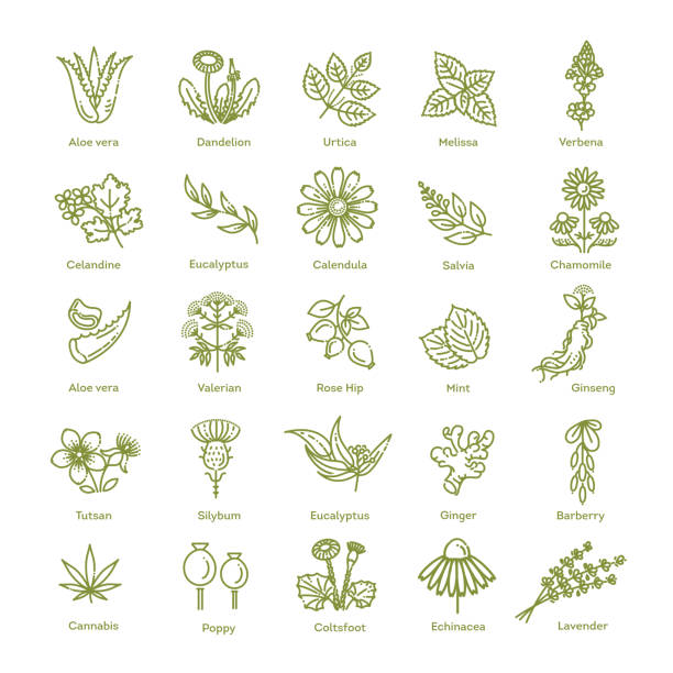 ilustraciones, imágenes clip art, dibujos animados e iconos de stock de colección de hierbas. hierbas y flores saludables para la medicina - medicina herbaria