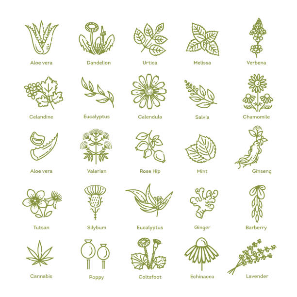 kolekcja ziół. zdrowe zioła i kwiaty medyczne - chamomile chamomile plant herbal medicine flower stock illustrations