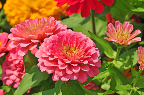 istock Garden with multicolored gorgeous 1189946431