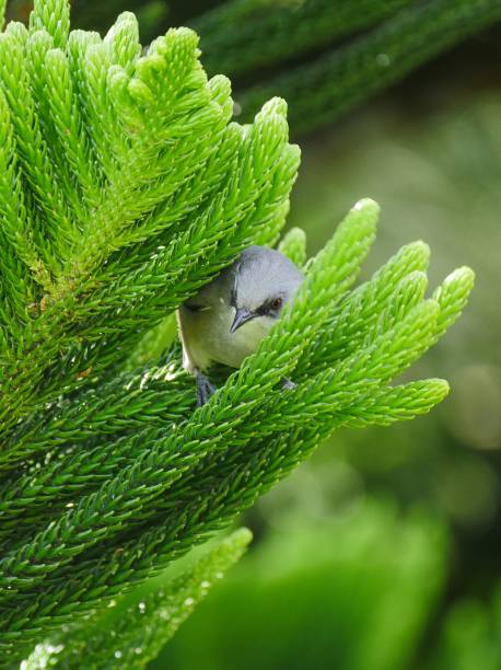 Cute gray insect eater bird in natural environment