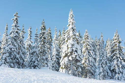 Snow covered Norwegian spruce Christmas trees in the mountains in winter