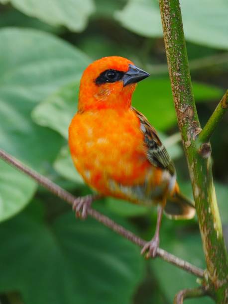 istock Red Fody bird perching in natural environment 1189947532