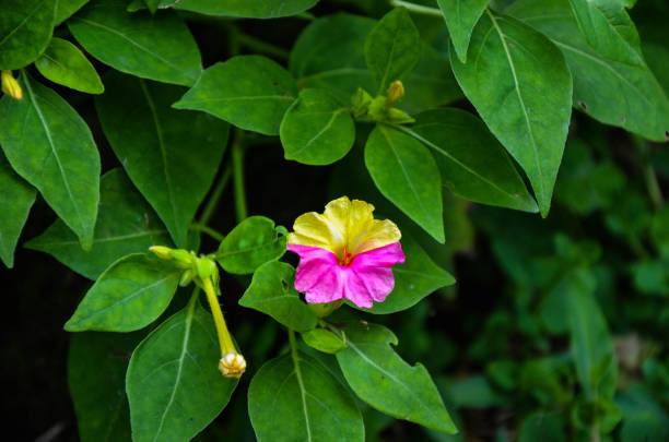 istock Mirabilis jalapa in the park. 1189950248