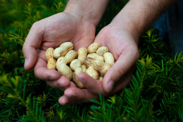 istock A handful of peanuts 1189950279