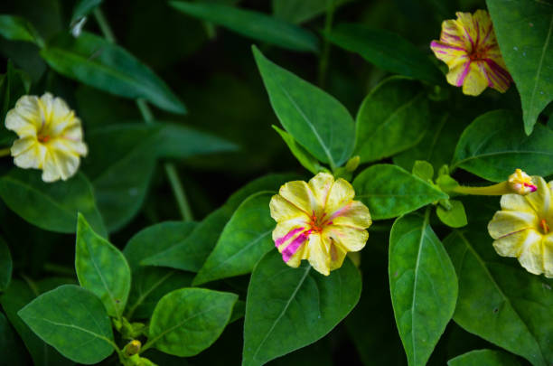 istock Mirabilis jalapa in the park. 1189950291