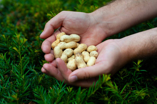 istock A handful of peanuts 1189950327
