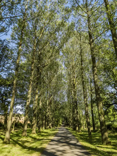 forest trail track footpath through lush green woodland