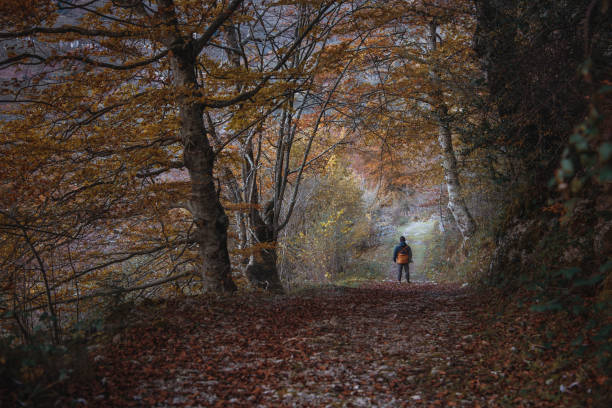 istock Forest area in autumn 1189951508
