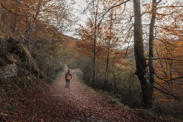 istock Forest area in autumn 1189954658