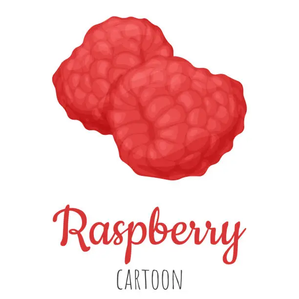 Vector illustration of Raspberry fruit isolated close-up illustration, cartoon colorful clip-art.
