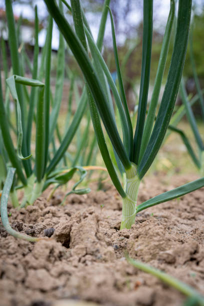 istock Spring green onions planted in the ground. 1189957552