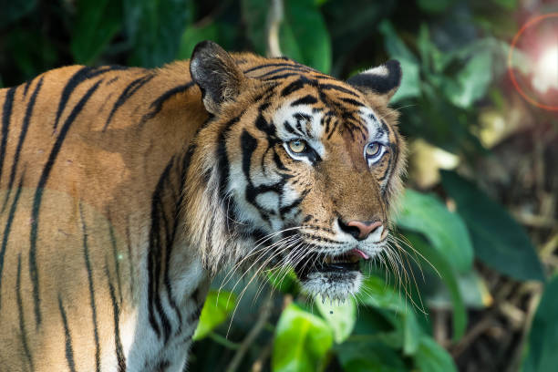 istock Photos of tiger naturally. 1189957968