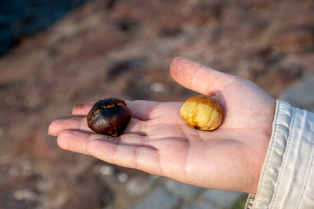 istock Fried chestnuts on hand. Writing area. Background. Wallpaper 1189958670
