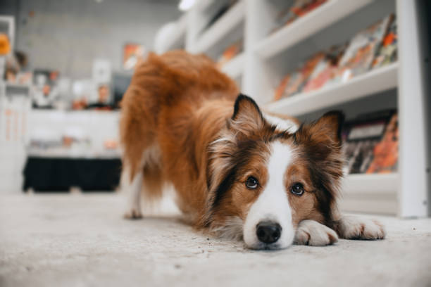 istock border collie dog posing in a book store 1189959420