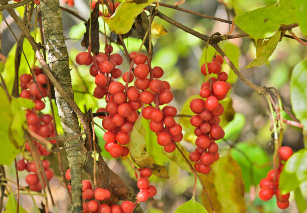 istock Berries of Far-Eastern plant (Schisandra chinensis) 3 1189959499
