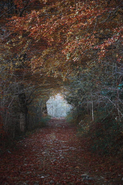 istock Forest tunnel in autumn 1189959610