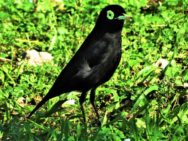 istock The Pico de Plata bird (Hymenops perspicillatus). 1189959709