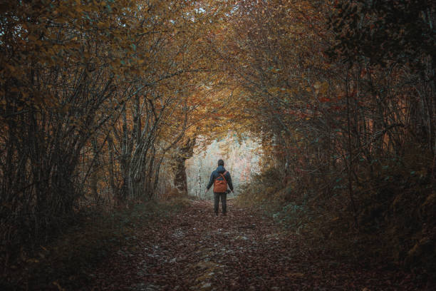 istock Forest tunnel in autumn 1189960362