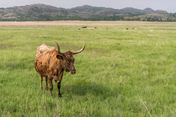 texas longhorn - texas texas longhorn cattle bull landscape photos et images de collection