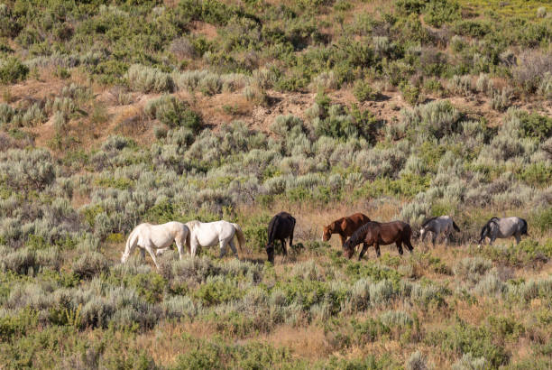 istock Wild horses in Sand Wash Basin Colorado 1189963875